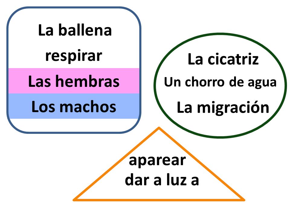 La ballena respirar La cicatriz Las hembras Los machos La migración