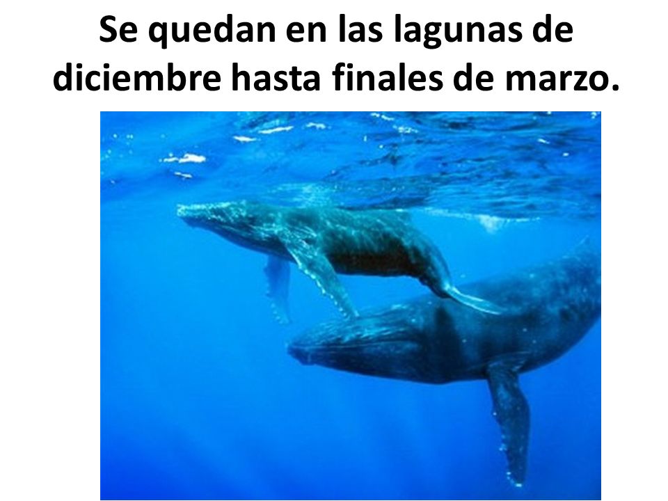 Se quedan en las lagunas de diciembre hasta finales de marzo.