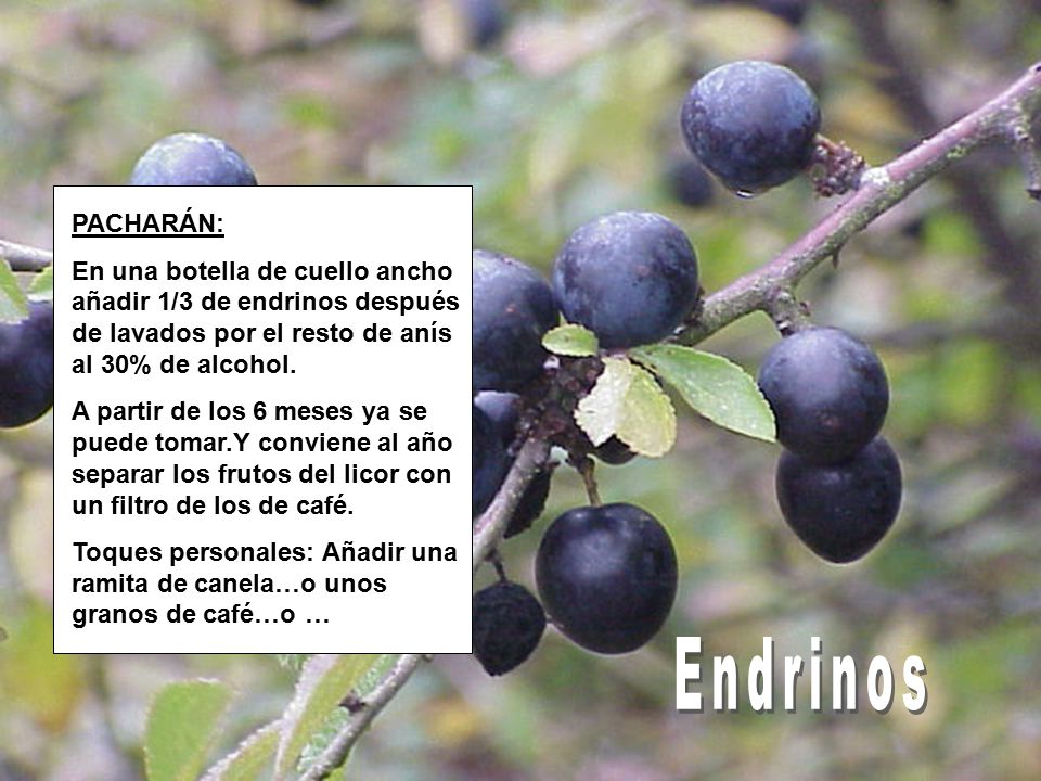 PACHARÁN: En una botella de cuello ancho añadir 1/3 de endrinos después de lavados por el resto de anís al 30% de alcohol.