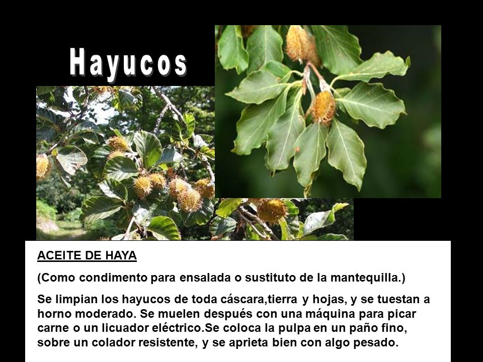 Hayucos ACEITE DE HAYA. (Como condimento para ensalada o sustituto de la mantequilla.)