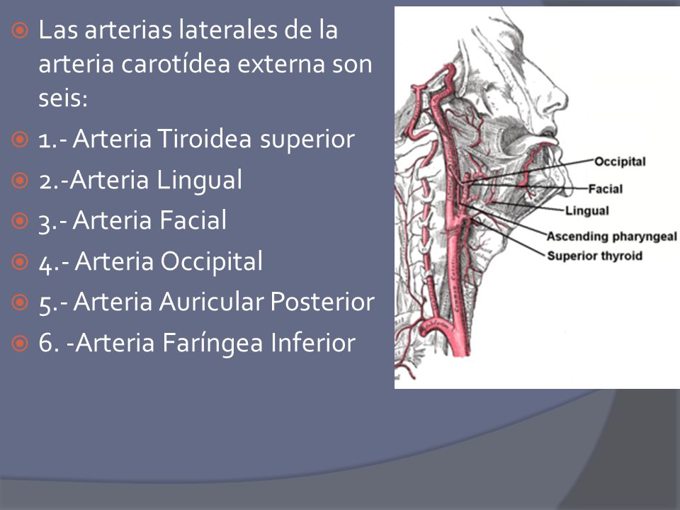 Las arterias laterales de la arteria carotídea externa son seis:
