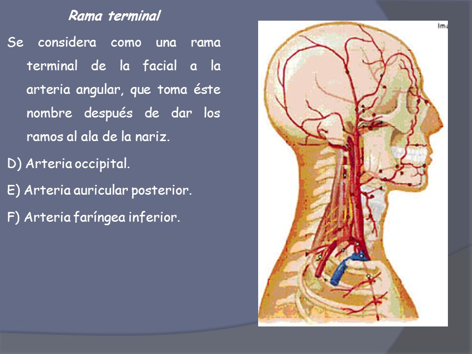 Rama terminal Se considera como una rama terminal de la facial a la arteria angular, que toma éste nombre después de dar los ramos al ala de la nariz.