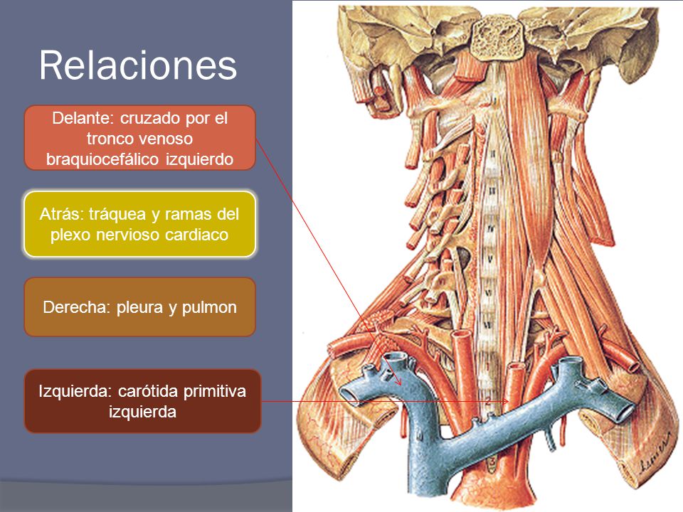 Relaciones Delante: cruzado por el tronco venoso braquiocefálico izquierdo. Atrás: tráquea y ramas del plexo nervioso cardiaco.