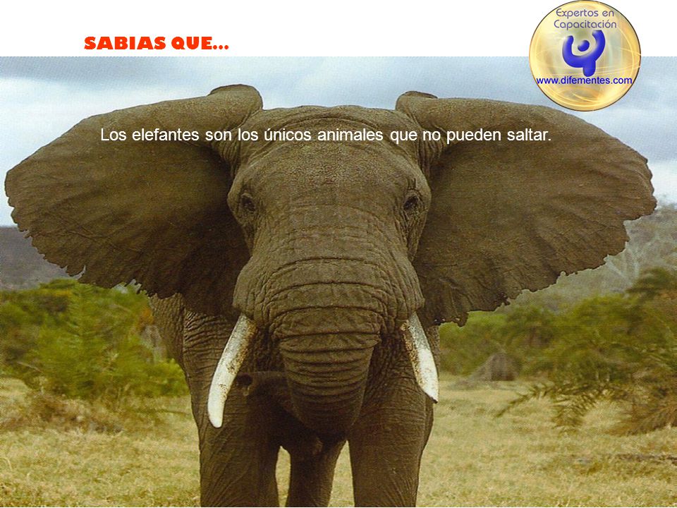 Los elefantes son los únicos animales que no pueden saltar.