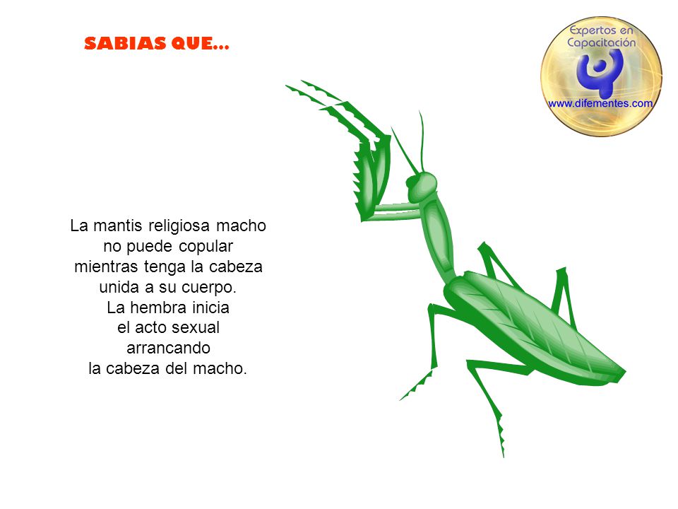La mantis religiosa macho no puede copular mientras tenga la cabeza unida a su cuerpo.