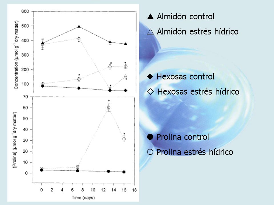  Almidón control  Almidón estrés hídrico.  Hexosas control.  Hexosas estrés hídrico.  Prolina control.