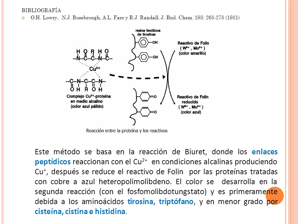 BIBLIOGRAFÍA O.H. Lowry, N.J. Rosebrough, A.L. Farr y R.J. Randall. J. Biol. Chem. 193: (1951)