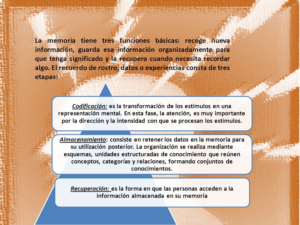 La memoria tiene tres funciones básicas: recoge nueva información, guarda esa información organizadamente para que tenga significado y la recupera cuando necesita recordar algo. El recuerdo de rostro, datos o experiencias consta de tres etapas: