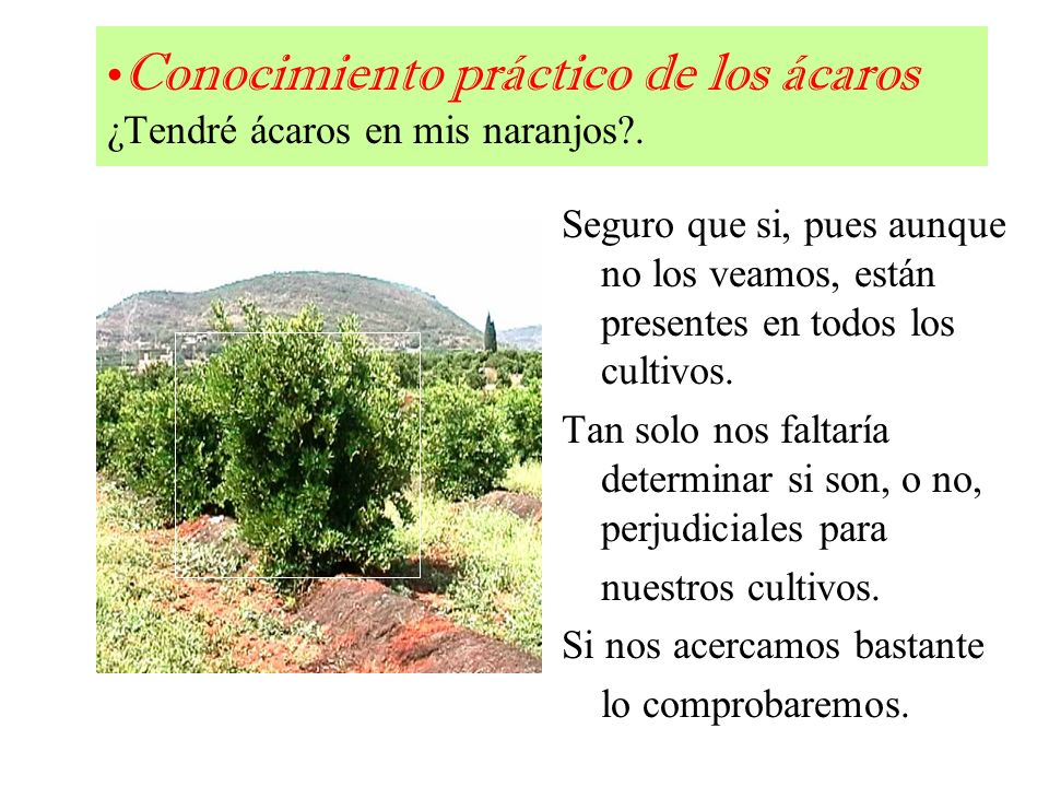 Conocimiento práctico de los ácaros ¿Tendré ácaros en mis naranjos .