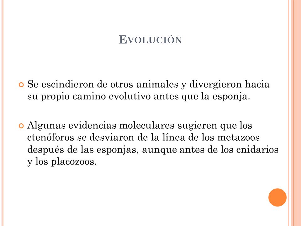 Evolución Se escindieron de otros animales y divergieron hacia su propio camino evolutivo antes que la esponja.