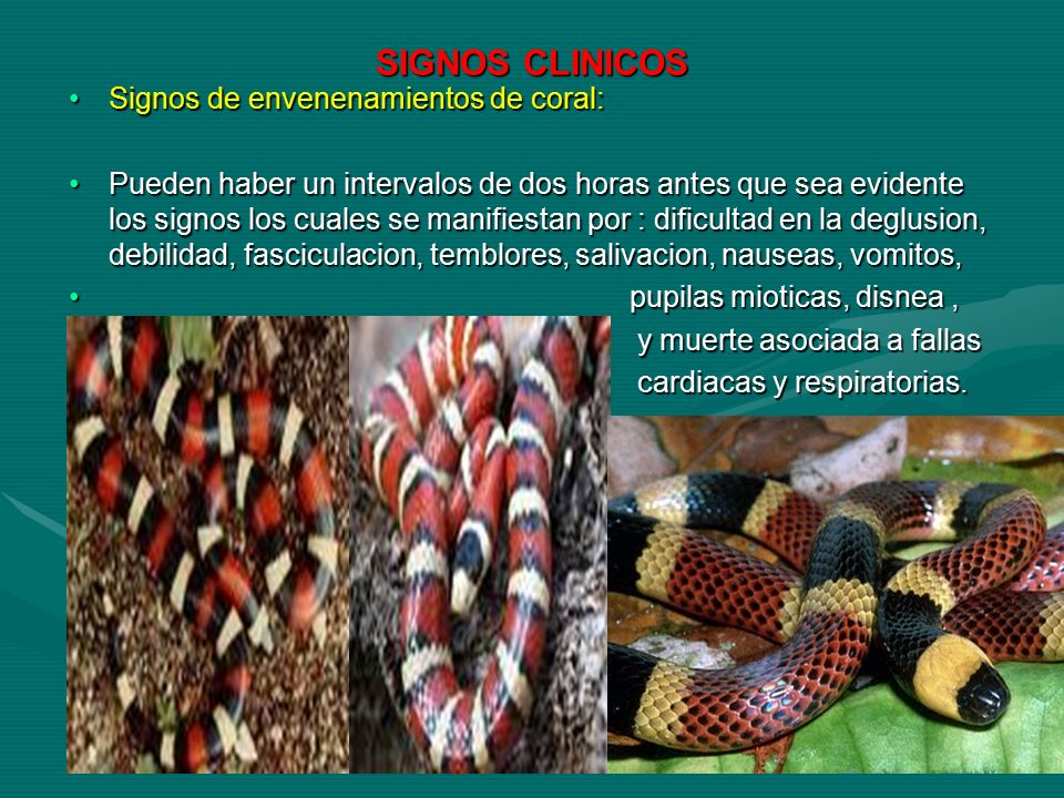 SIGNOS CLINICOS Signos de envenenamientos de coral: