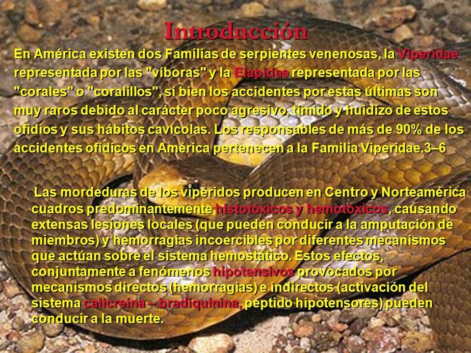 Introducción En América existen dos Familias de serpientes venenosas, la Viperidae.