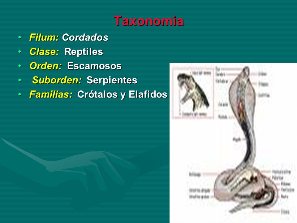 Taxonomia Filum: Cordados Clase: Reptiles Orden: Escamosos