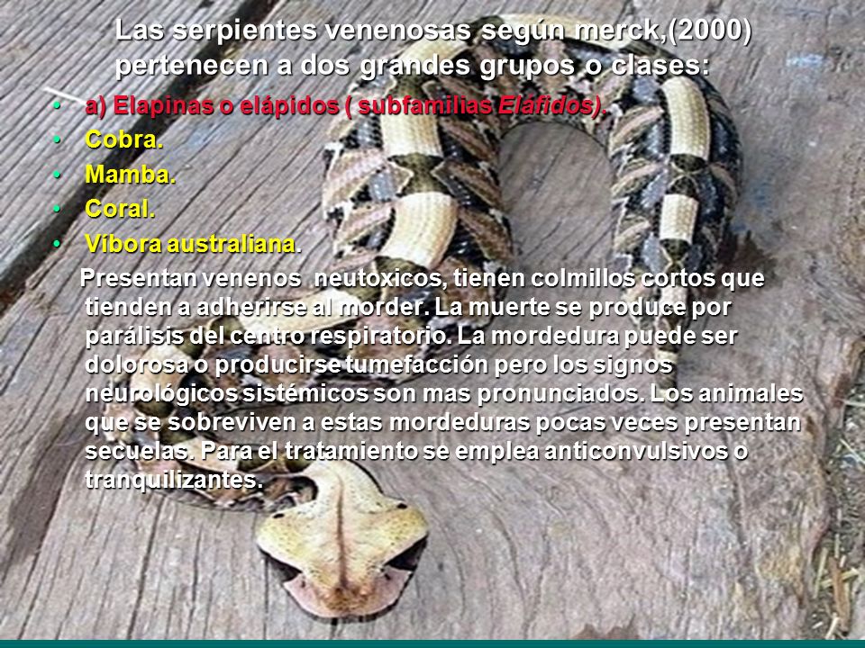 Las serpientes venenosas según merck,(2000) pertenecen a dos grandes grupos o clases: