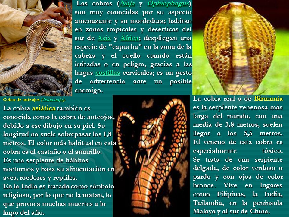 Las cobras (Naja y Ophiophagus) son muy conocidas por su aspecto amenazante y su mordedura; habitan en zonas tropicales y desérticas del sur de Asia y África; despliegan una especie de capucha en la zona de la cabeza y el cuello cuando están irritadas o en peligro, gracias a las largas costillas cervicales; es un gesto de advertencia ante un posible enemigo.
