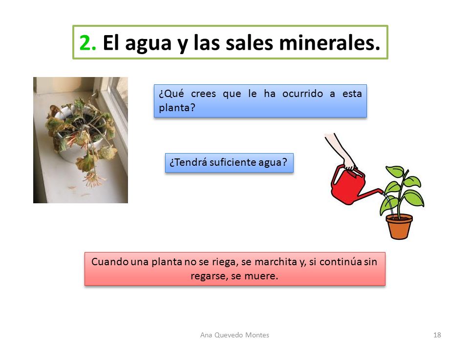2. El agua y las sales minerales.