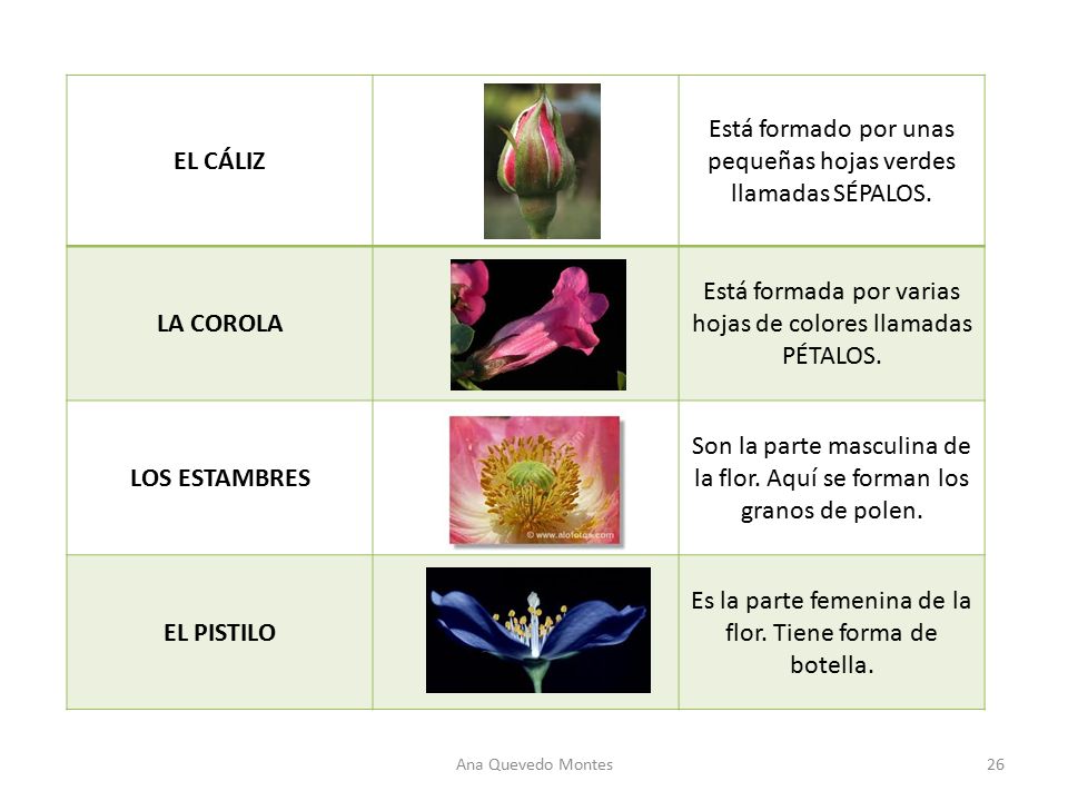 EL CÁLIZ LA COROLA LOS ESTAMBRES EL PISTILO
