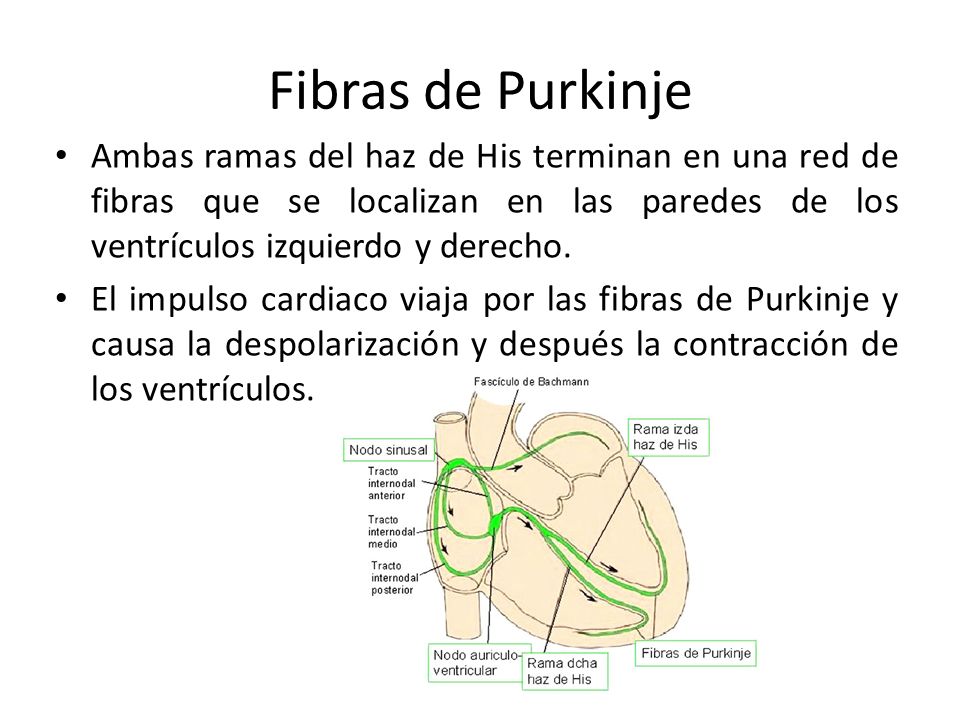 Fibras de Purkinje Ambas ramas del haz de His terminan en una red de fibras que se localizan en las paredes de los ventrículos izquierdo y derecho.