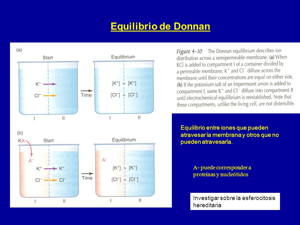 Equilibrio de Donnan Equilibrio entre iones que pueden atravesar la membrana y otros que no pueden atravesarla.