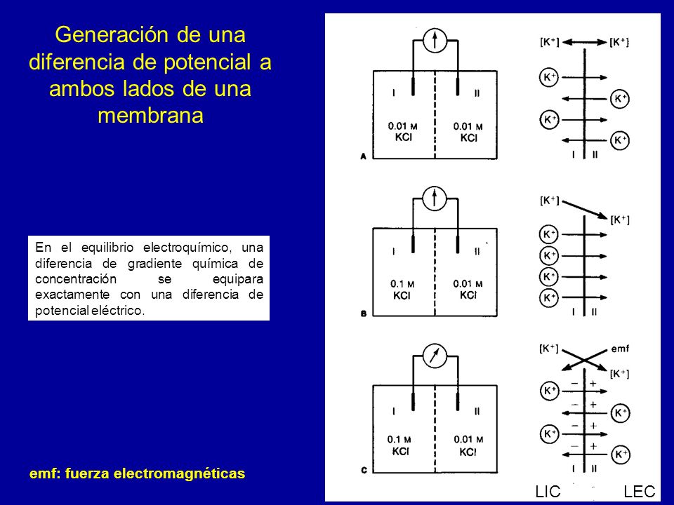 Generación de una diferencia de potencial a ambos lados de una membrana