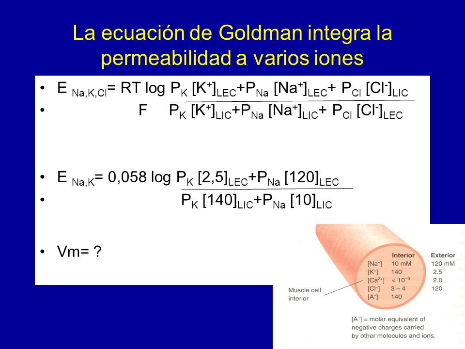 La ecuación de Goldman integra la permeabilidad a varios iones