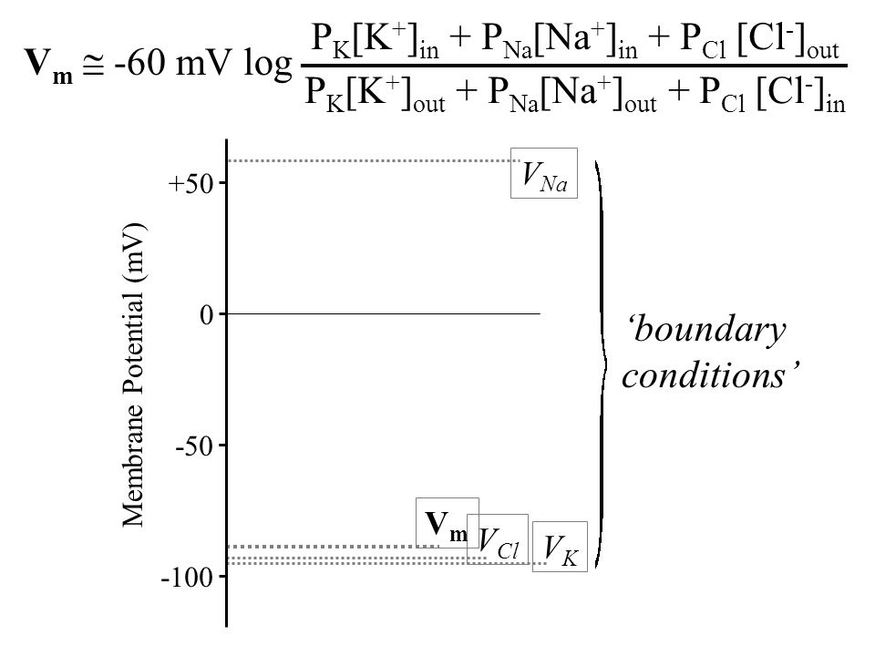 PK[K+]out + PNa[Na+]out + PCl [Cl-]in Vm  -60 mV log