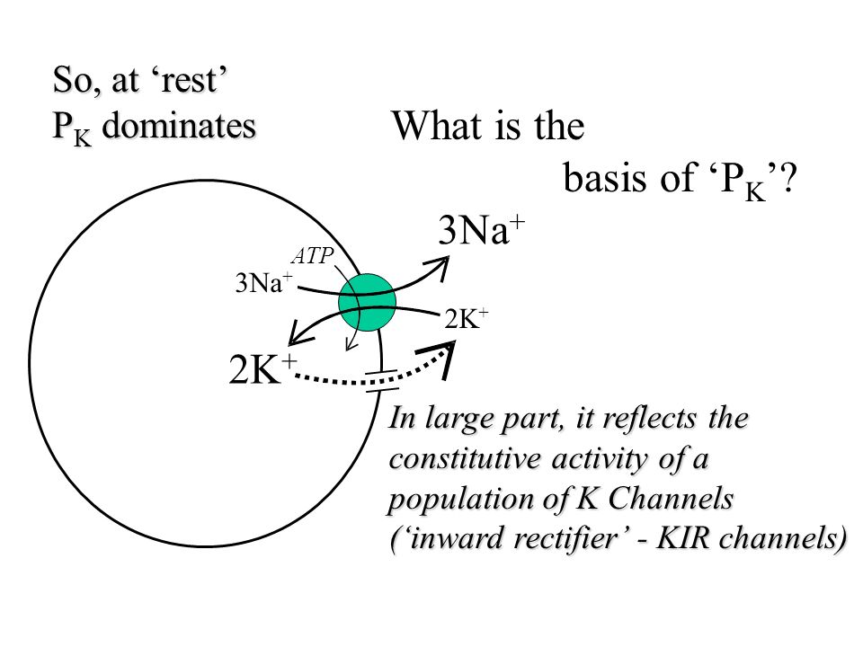 What is the basis of ‘PK’ 3Na+ 2K+ So, at ‘rest’ PK dominates