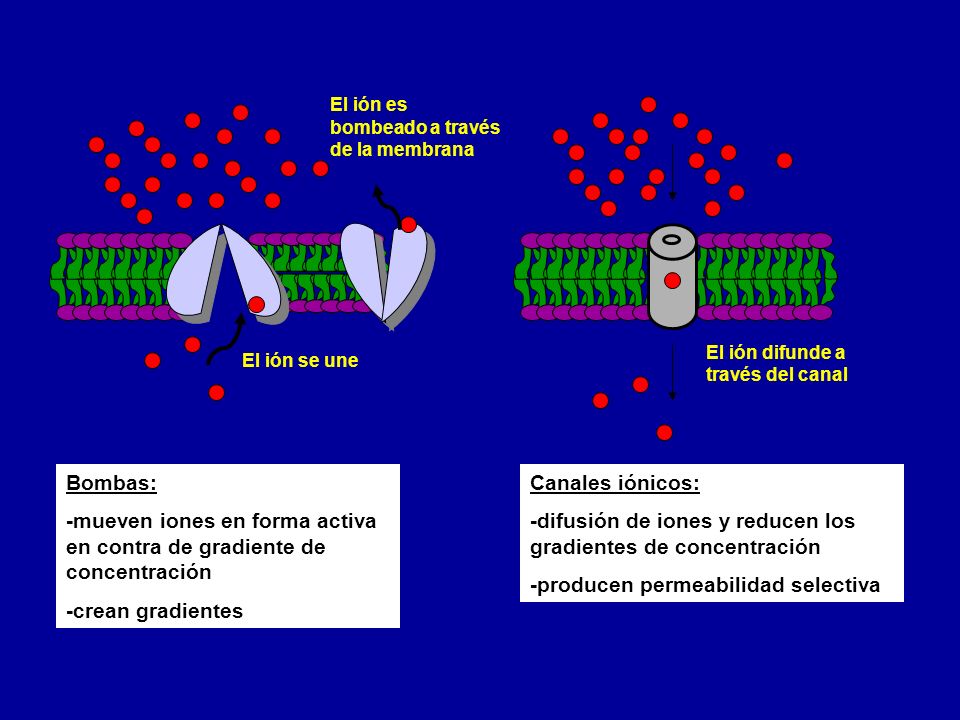 -mueven iones en forma activa en contra de gradiente de concentración