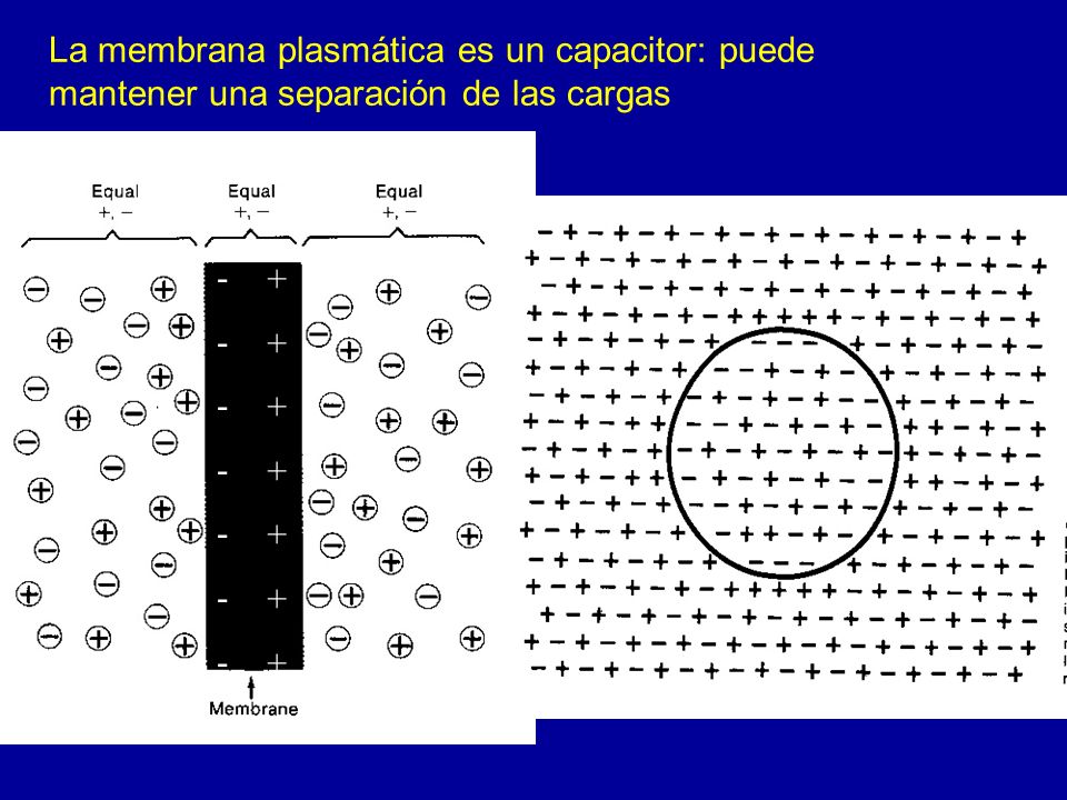 La membrana plasmática es un capacitor: puede mantener una separación de las cargas