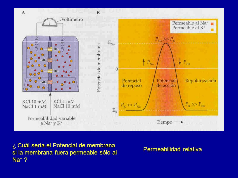 ¿ Cuál sería el Potencial de membrana si la membrana fuera permeable sólo al Na+