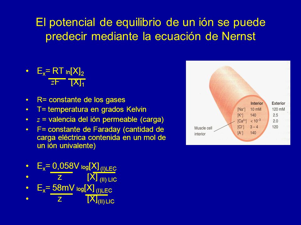 El potencial de equilibrio de un ión se puede predecir mediante la ecuación de Nernst