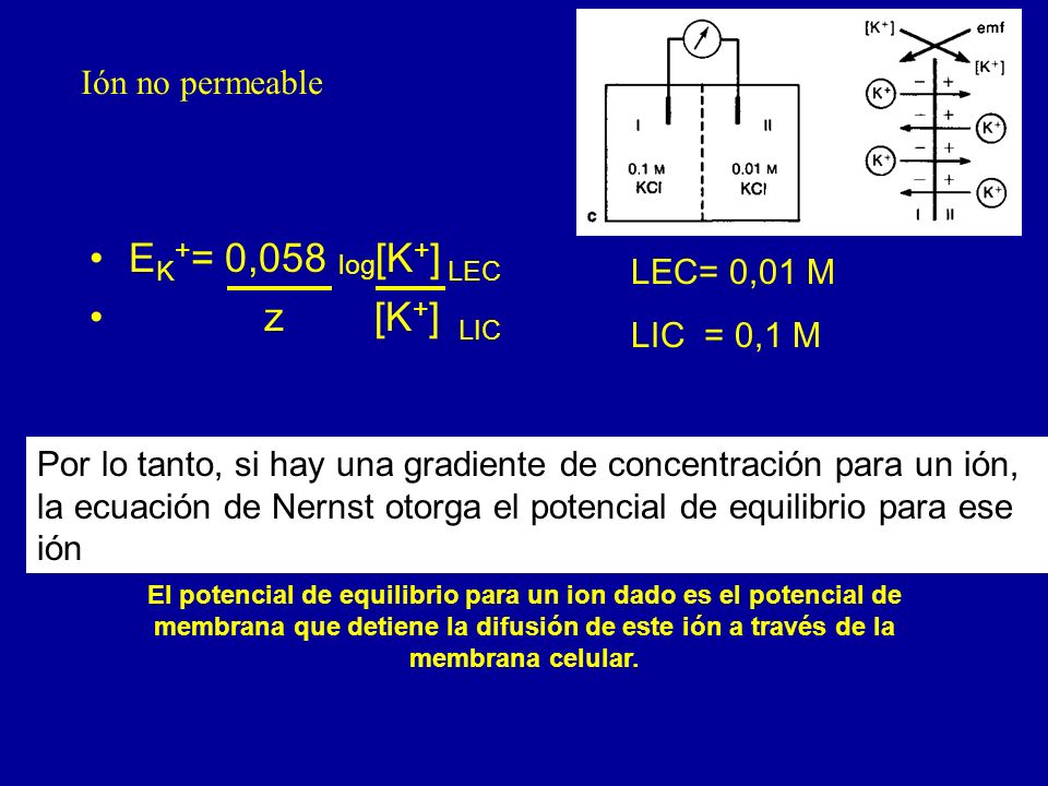 EK+= 0,058 log[K+] LEC z [K+] LIC Ión no permeable LEC= 0,01 M