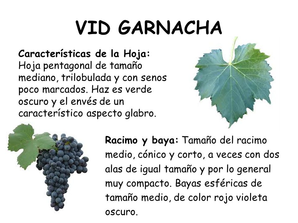 VID GARNACHA Características de la Hoja: Hoja pentagonal de tamaño