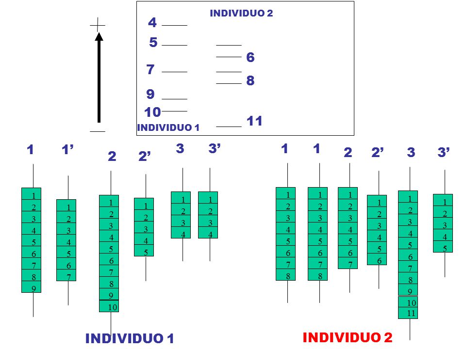 INDIVIDUO 1 1’ 3’ 1 INDIVIDUO 2 3’ 2’ 2’ INDIVIDUO 1