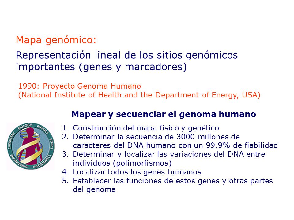 Mapa genómico: Representación lineal de los sitios genómicos importantes (genes y marcadores) 1990: Proyecto Genoma Humano.
