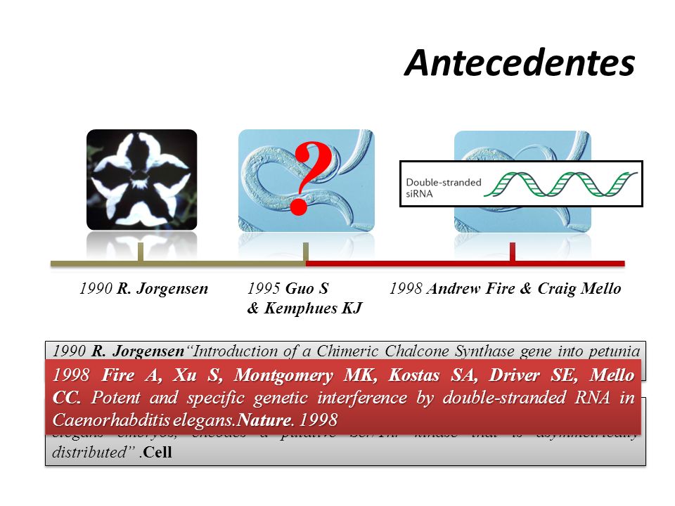 Antecedentes 1990 R. Jorgensen Guo S. & Kemphues KJ Andrew Fire & Craig Mello.