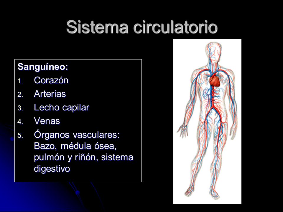 Sistema circulatorio Sanguíneo: Corazón Arterias Lecho capilar Venas