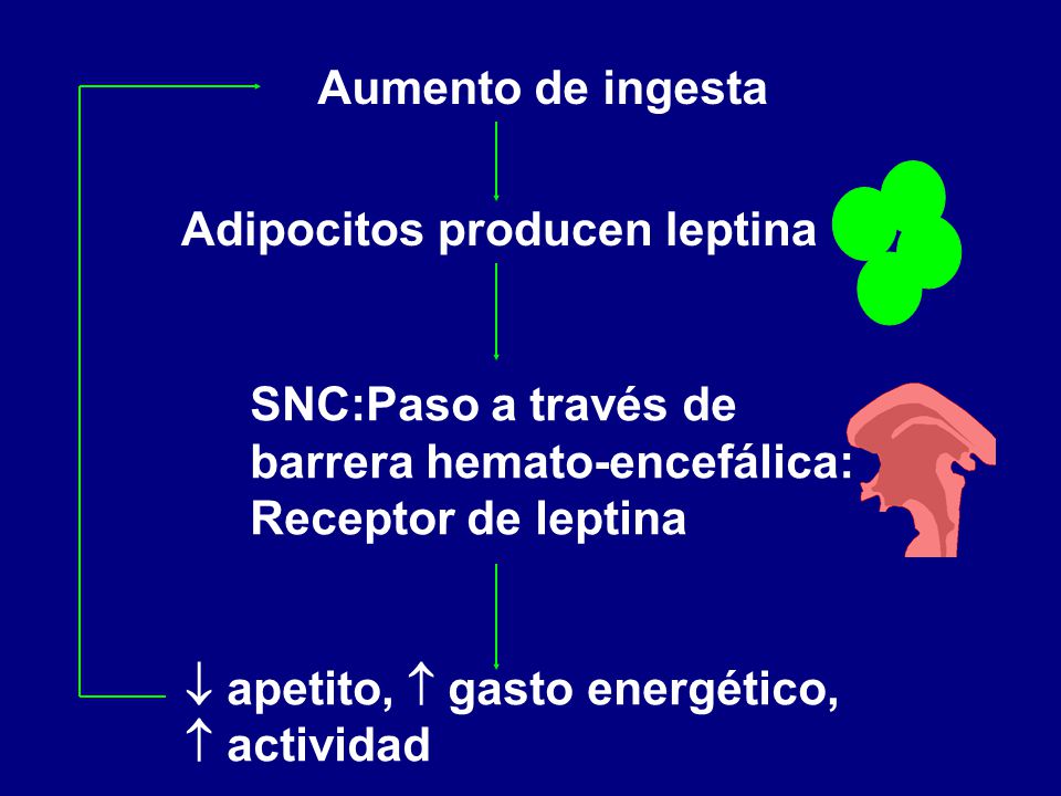 Aumento de ingesta Adipocitos producen leptina. SNC:Paso a través de. barrera hemato-encefálica: Receptor de leptina.