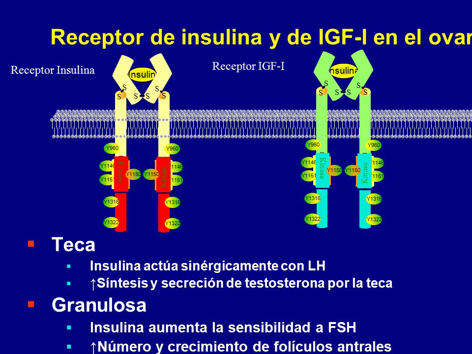 Receptor de insulina y de IGF-I en el ovario