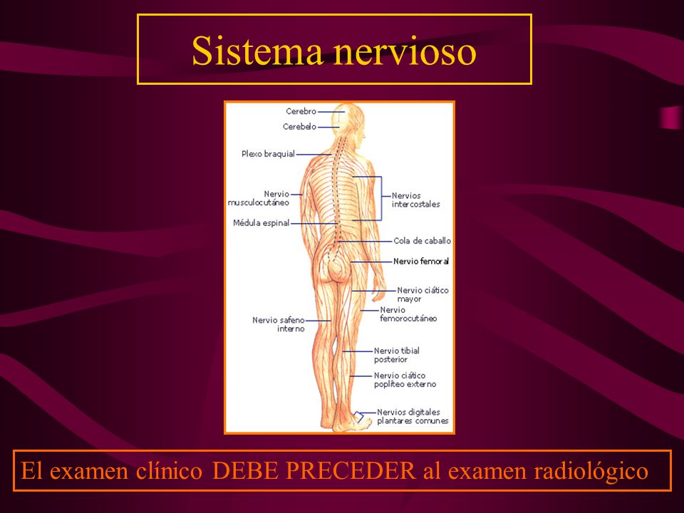 Sistema nervioso El examen clínico DEBE PRECEDER al examen radiológico