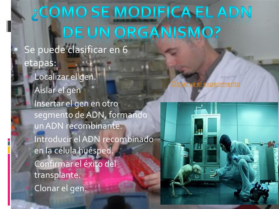 ¿Cómo se modifica el adn de un organismo