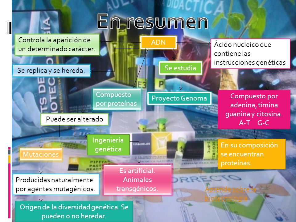 En resumen Controla la aparición de un determinado carácter. ADN