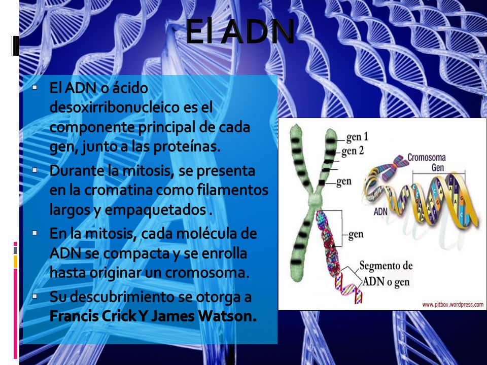 El ADN El ADN o ácido desoxirribonucleico es el componente principal de cada gen, junto a las proteínas.