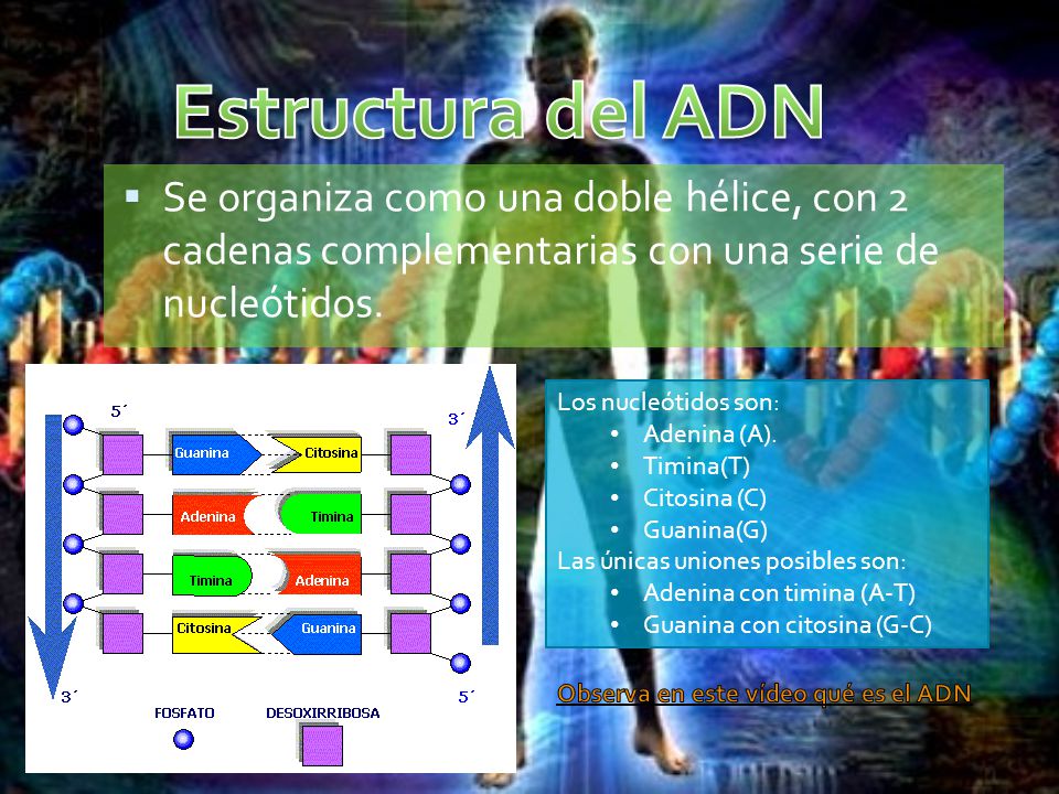 Estructura del ADN Se organiza como una doble hélice, con 2 cadenas complementarias con una serie de nucleótidos.