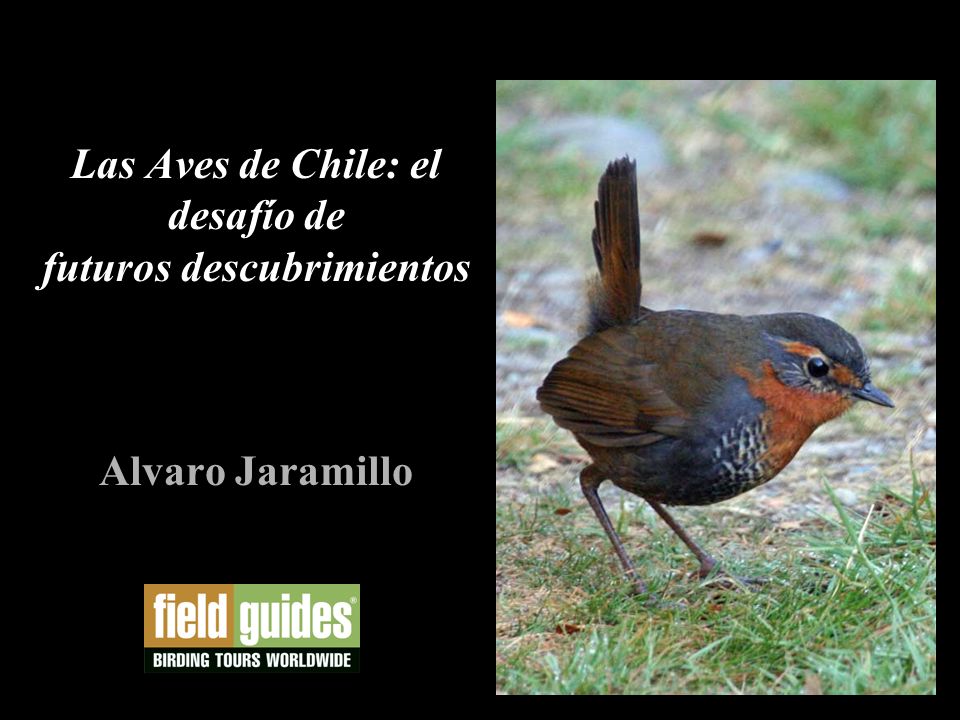 Las Aves de Chile: el desafío de futuros descubrimientos Alvaro Jaramillo