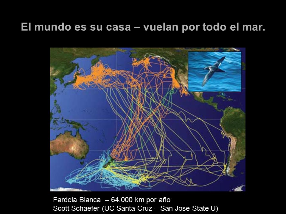 El mundo es su casa – vuelan por todo el mar.