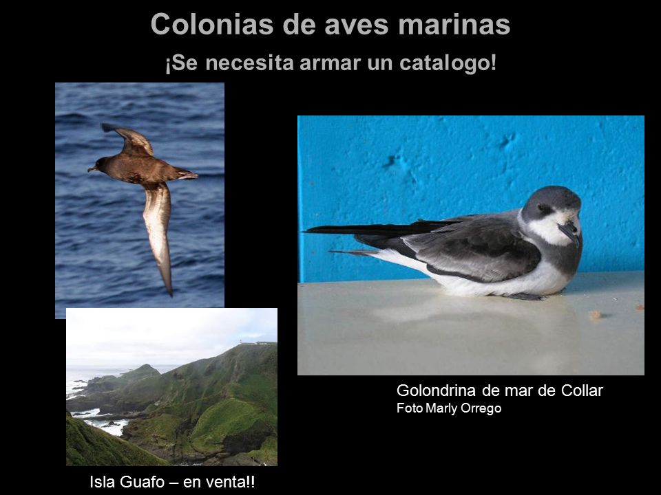 Colonias de aves marinas ¡Se necesita armar un catalogo!