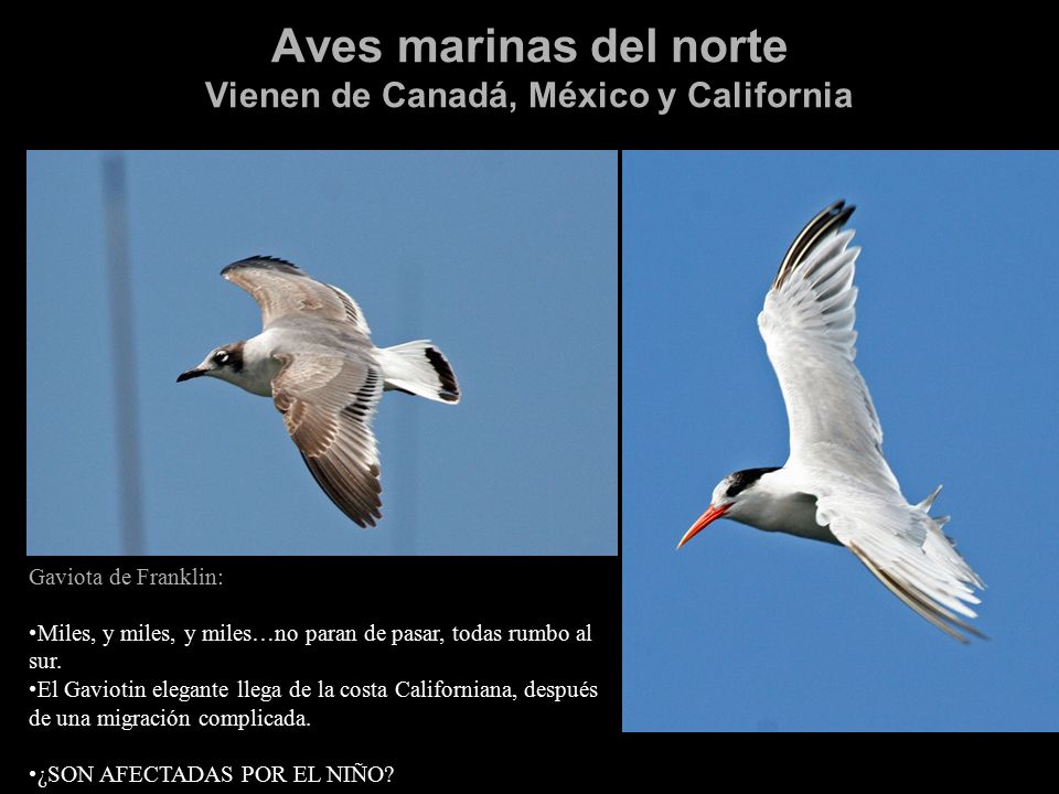 Aves marinas del norte Vienen de Canadá, México y California