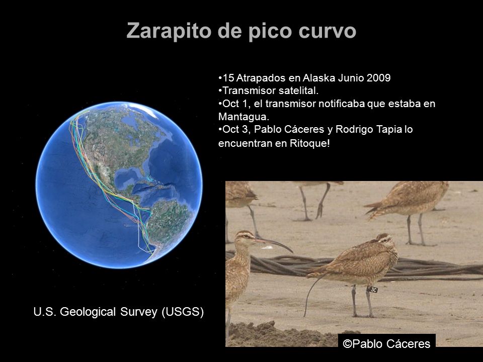 Zarapito de pico curvo U.S. Geological Survey (USGS) ©Pablo Cáceres