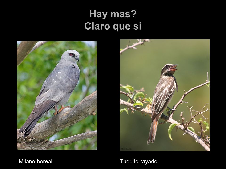 Hay mas Claro que si Milano boreal Tuquito rayado